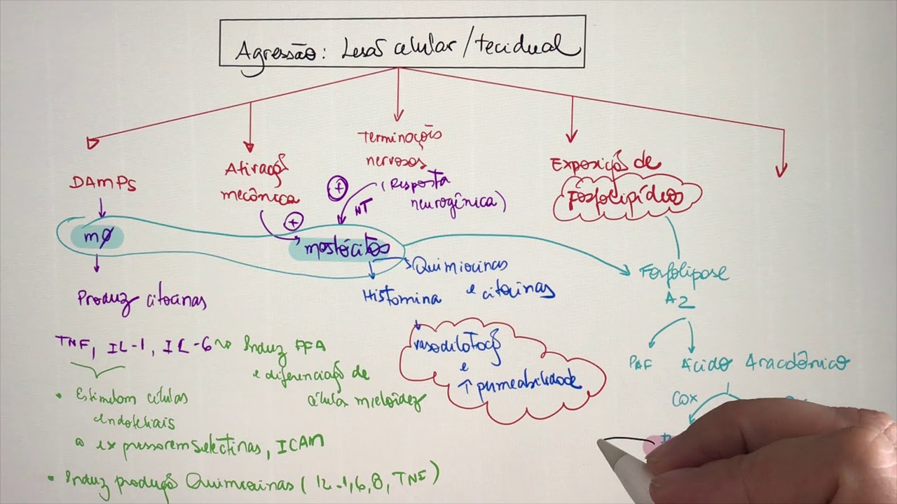 Imunologia- Inflamação Aguda