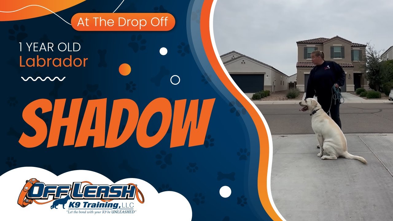 1 yr Labrador Shadow~ Best Labrador Trainers ~ Off Leash K9 Training  Phoenix