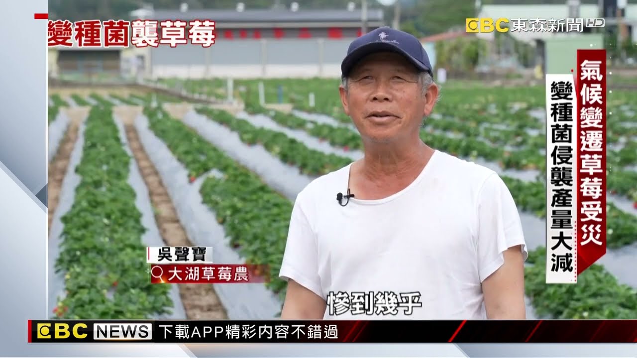 【聚焦真相】草莓減產貴翻天！變種菌侵襲災損慘重 溫硯鈞 曾于馨 採訪報導