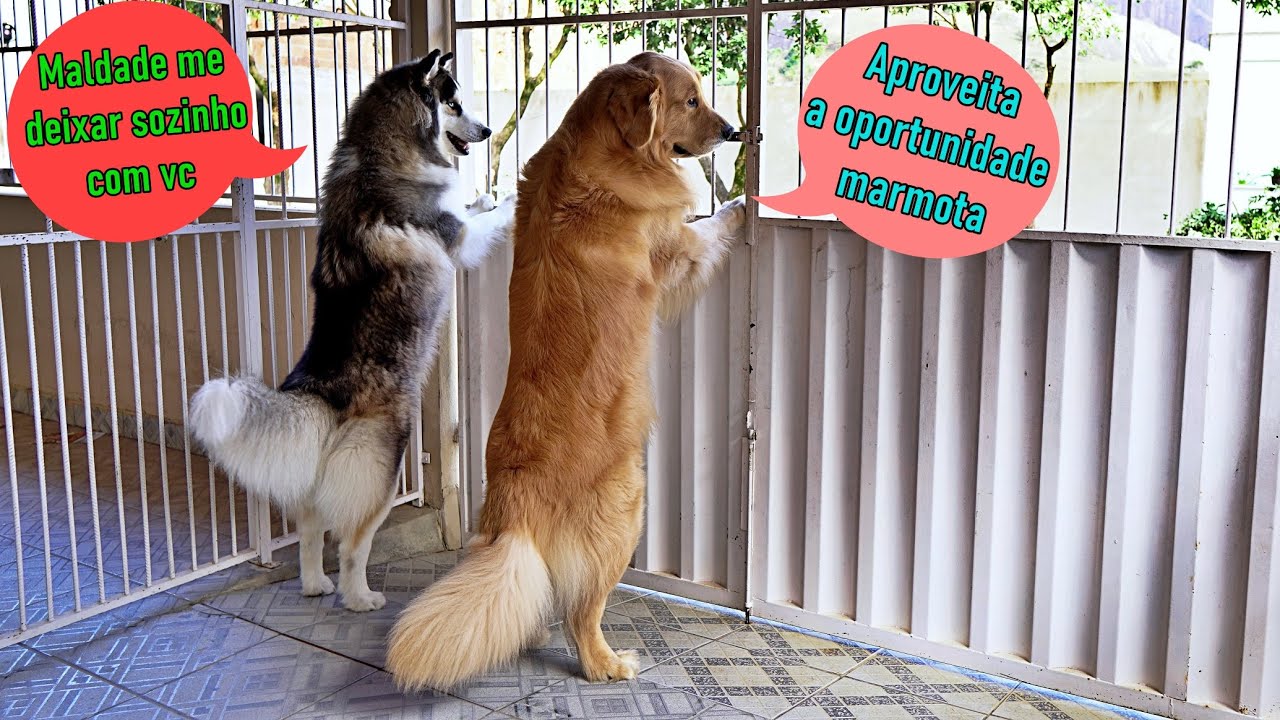 Deixei uma câmera filmando meus 2 cães e saímos de casa - (O que será que fazem???)