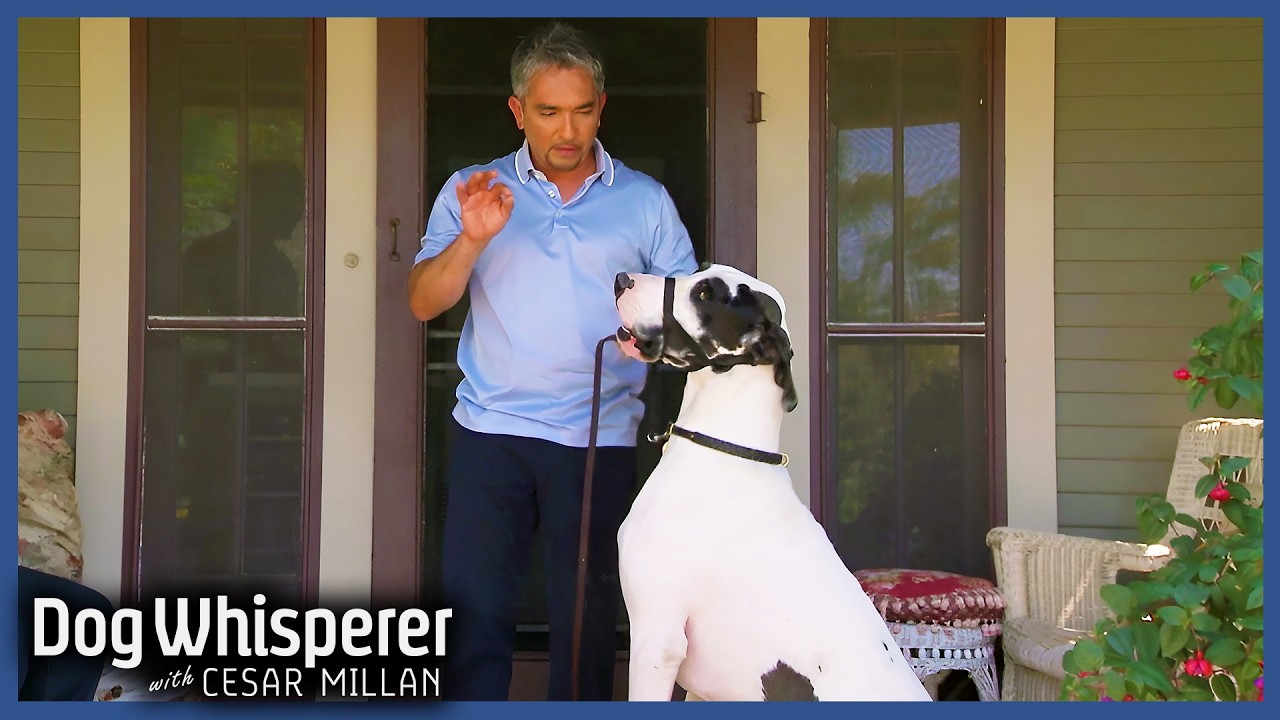 Cesar Millan Tames Giant Out-of-Control Great Dane | Full Episode | Dog Whisperer with Cesar Millan