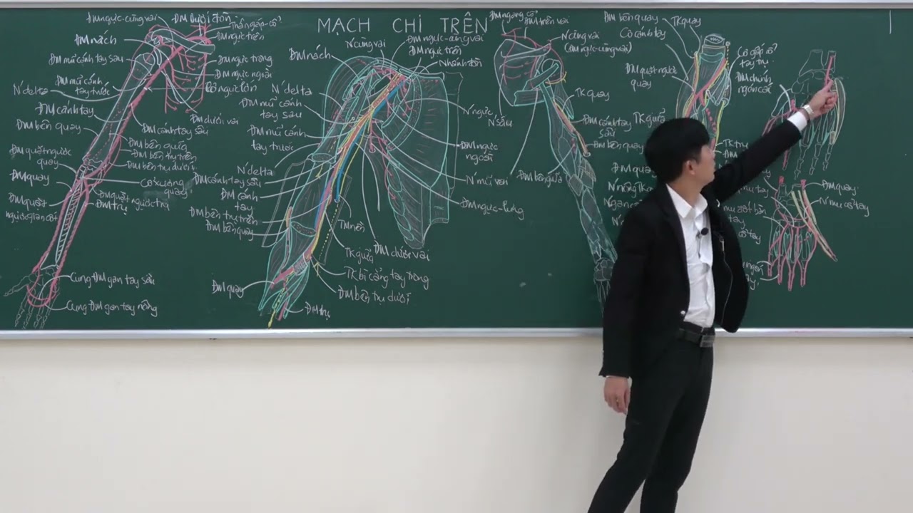 CHI TRÊN: MẠCH CHI TRÊN - (4) ĐỘNG MẠCH TRỤ