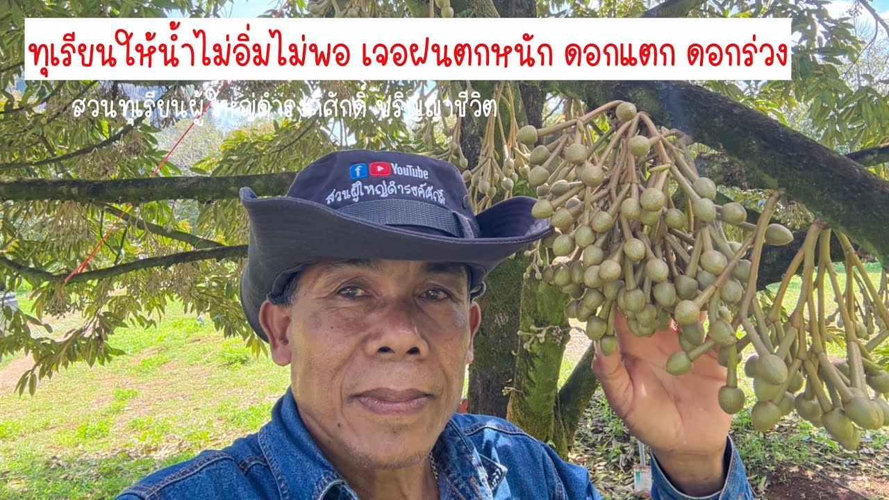 ทุเรียนให้น้ำไม่อิ่มไม่พอ เจอฝนตกหนัก ดอกแตก ดอกร่วง | EP.205