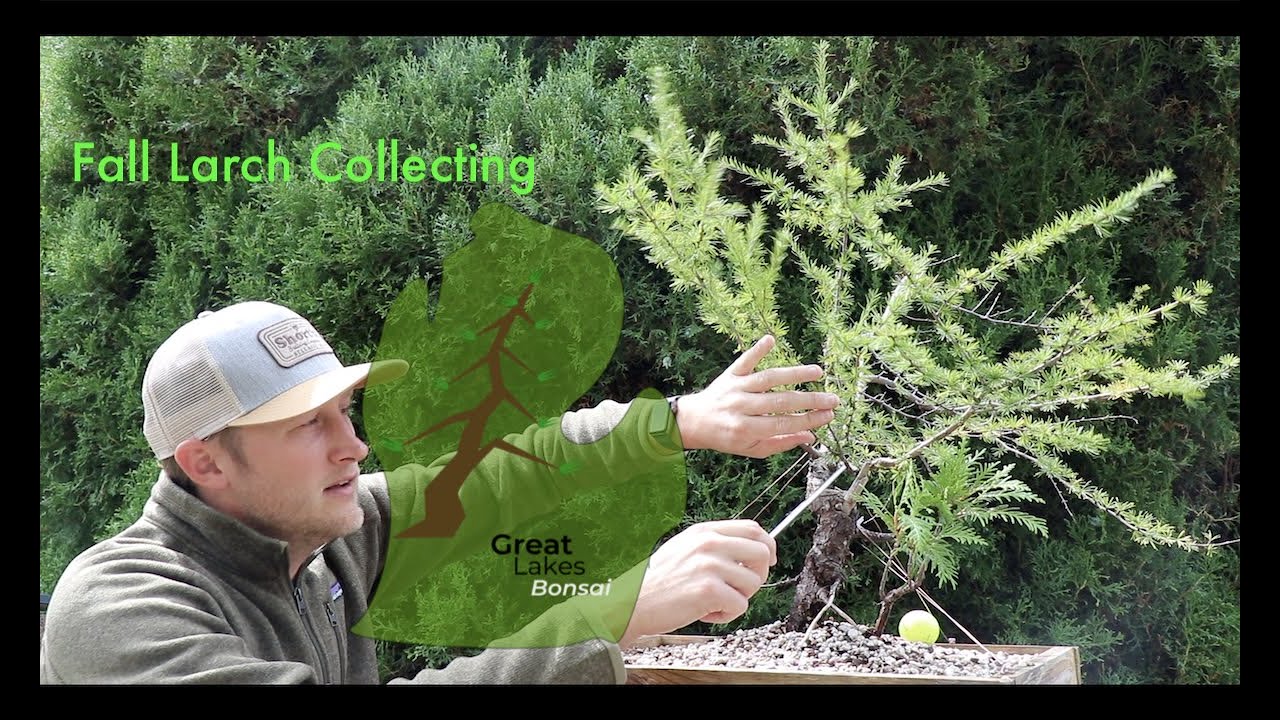 Collecting 2020: Larch Yamadori (Fall)