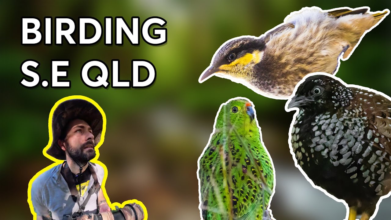 Birding in South-east Queensland. Ground Parrots, Lyrebirds, Buttonquails & more