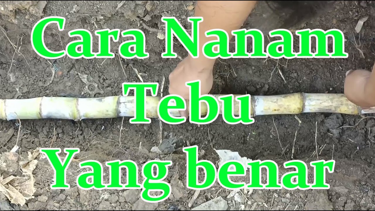 Cara Mudah Menanam Benih Tebu Agar Tumbuh Subur dan Cepat Besar