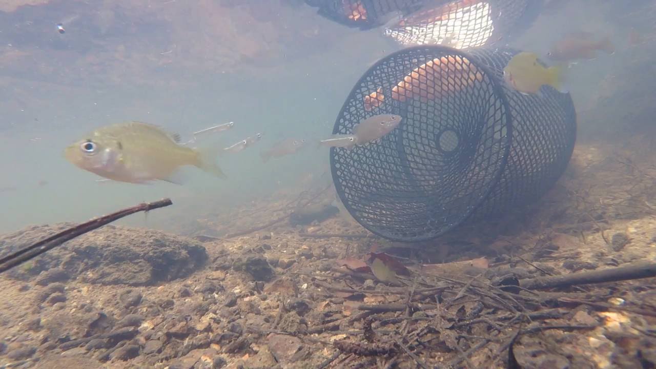 COOL UNDERWATER VIDEO MINNOW TRAP IN CREEK
