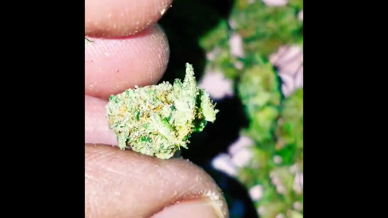 -DIABLO OG STRAIN  -HYBRID SATIVA DOMINANT -A CHILL AND CREATIVE MELODY MOOD TYPE OF VIBE