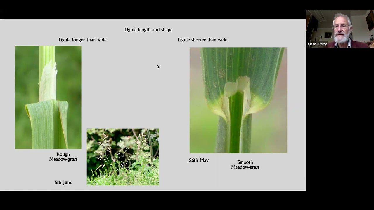Identifying Grasses on Verges
