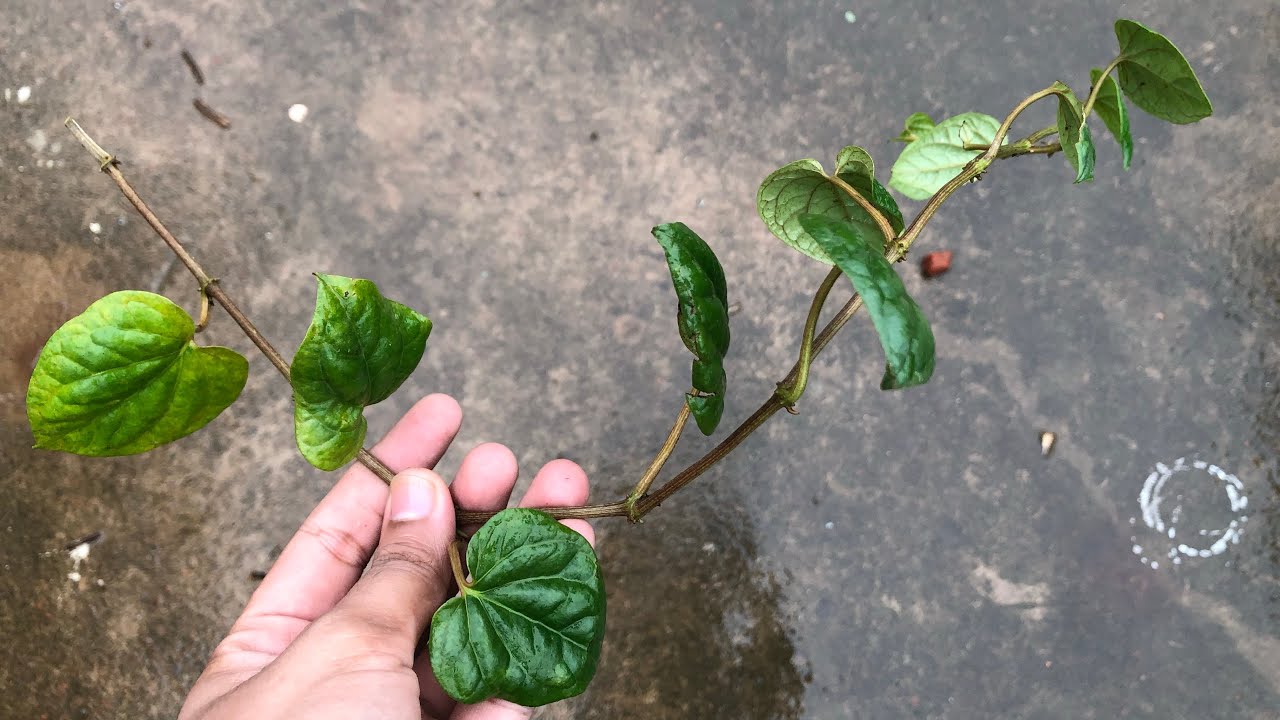 Grow betel leaf(paan) plant from cuttings easily||with care tips||Balcony gardening 🌱🌱