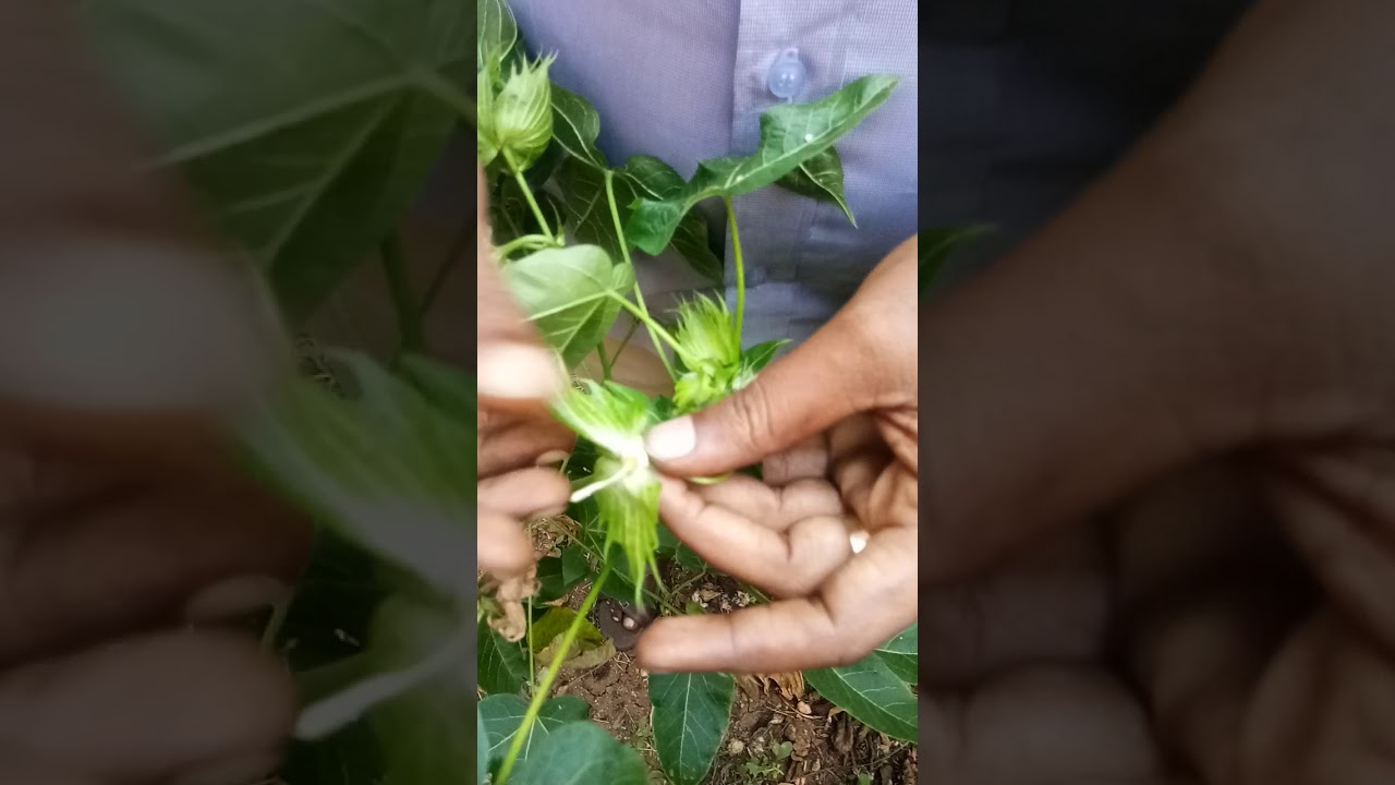 Emasculation in cotton - Dr.T.Eevera, AP (SST)