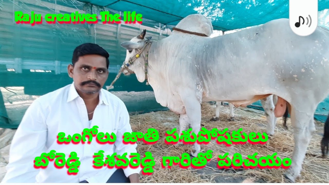బోరెడ్డి కేశవరెడ్డి ఒంగోలు జాతి పశుపోషకులు Ongole bulls