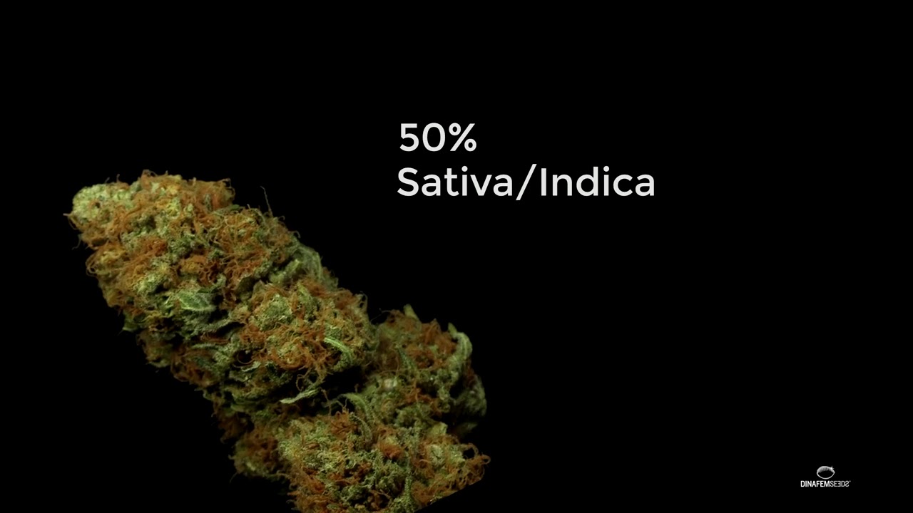 Critical Feminizada Marihuana Dinafem Seeds in 4k
