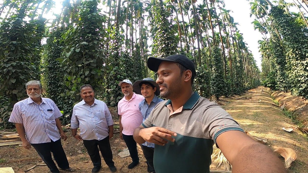 AMAZING BLACK PEPPER CULTIVATION IN ARECANUT PLANTATION