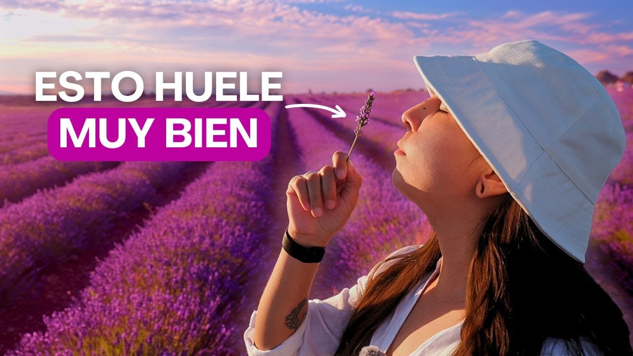 🪻La mágica historia de los campos de lavanda en Brihuega 🪻