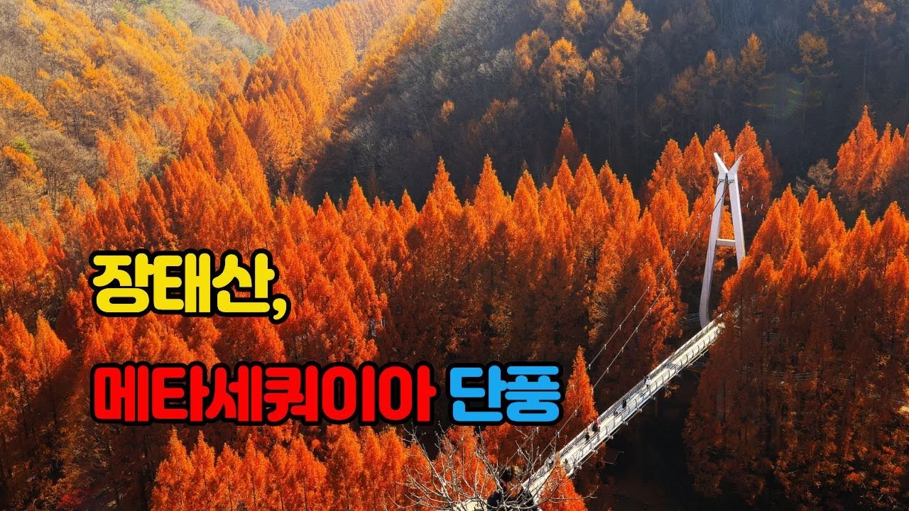 대전 장태산 메타세쿼이아 단풍 여행기(2025.11.26) #대전장태산메타세쿼이아,