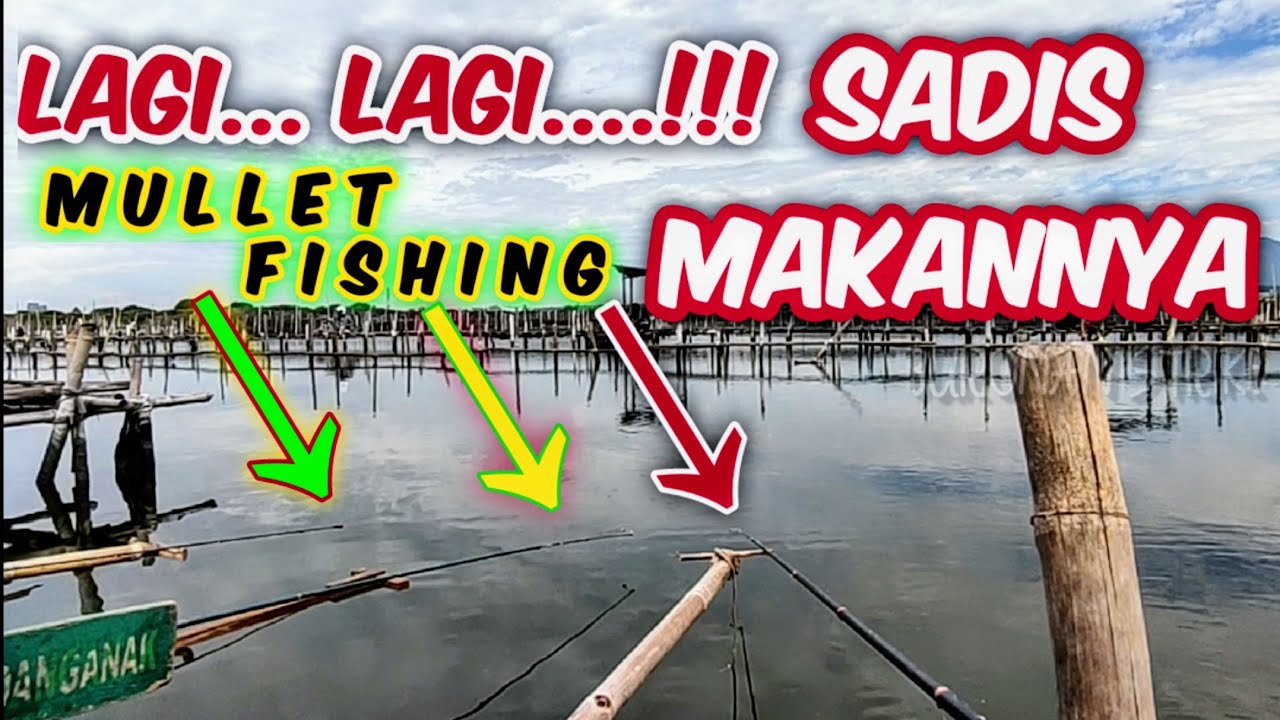 tidak menyangka..!!! baru kali ini mancing di tempel ketat belanaknya jadi agresif || mullet fishing
