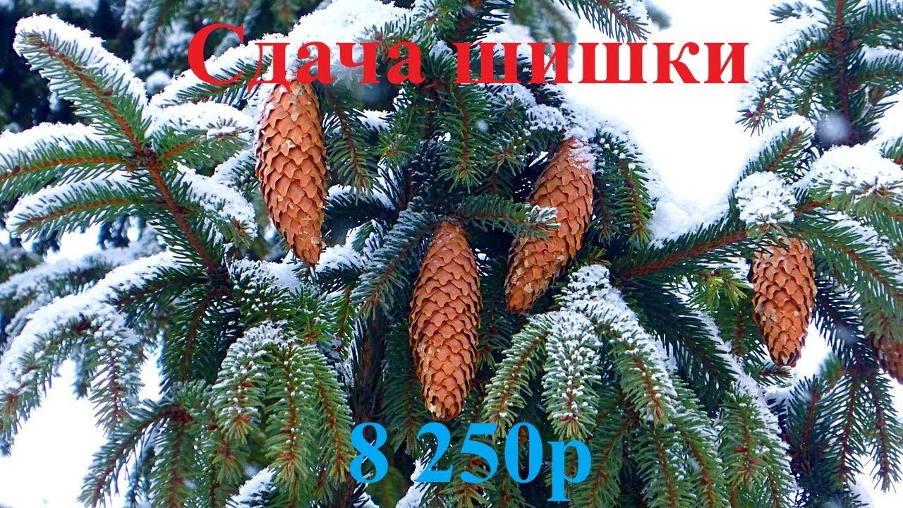 Сдача шишки! Планы на будущее.