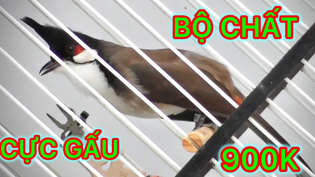 BỘ ĐẸP , CỰC GẤU , VỀ LỒNG THÁI ĐỘ TỐT , ZÁ MỀM