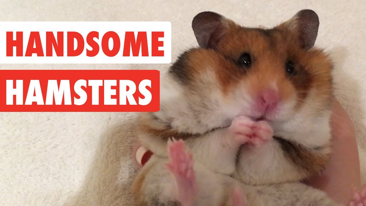 Handsome Hamsters | Funny Hamster Video Compilation 2017