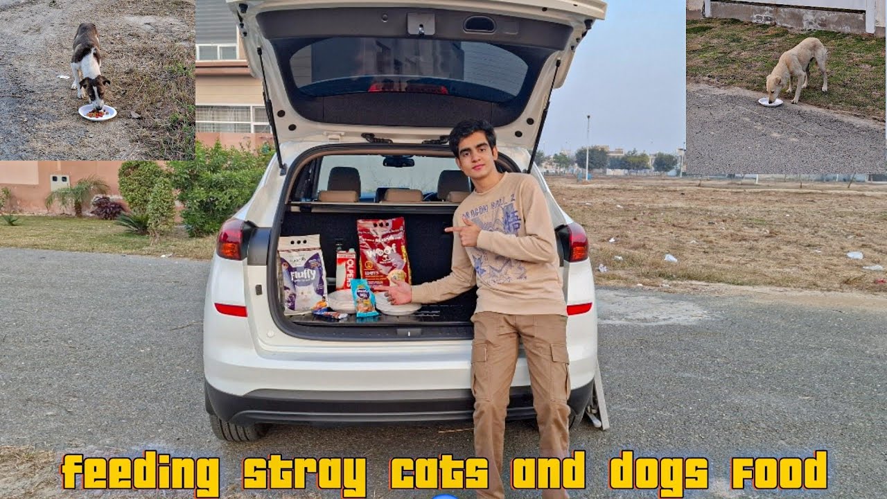 Feeding Hungry Strays 🥹|| Helping Cats and Dogs In Need💖
