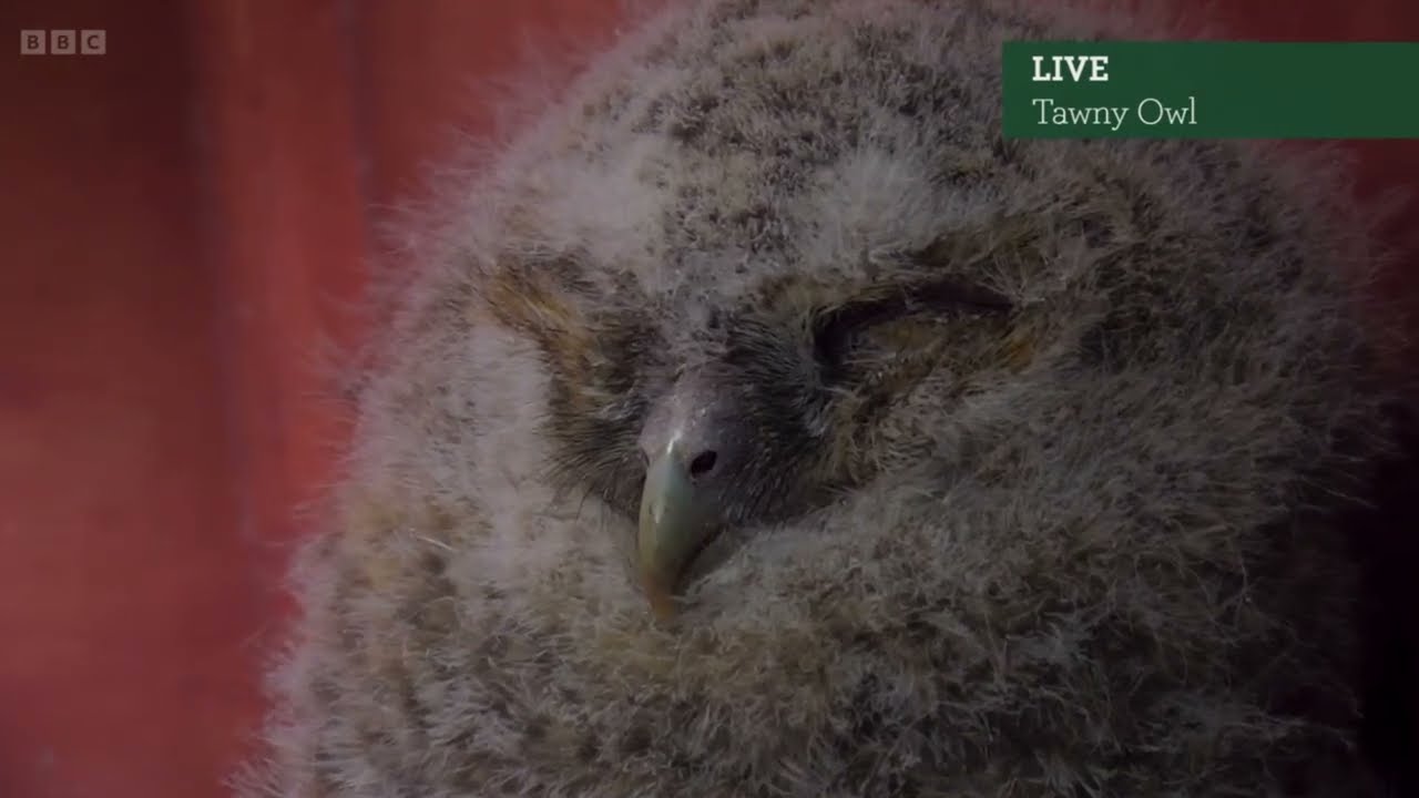 Live Cameras Compilation of the Tawny and Short & Long Eared Owl Chicks | Springwatch 2025