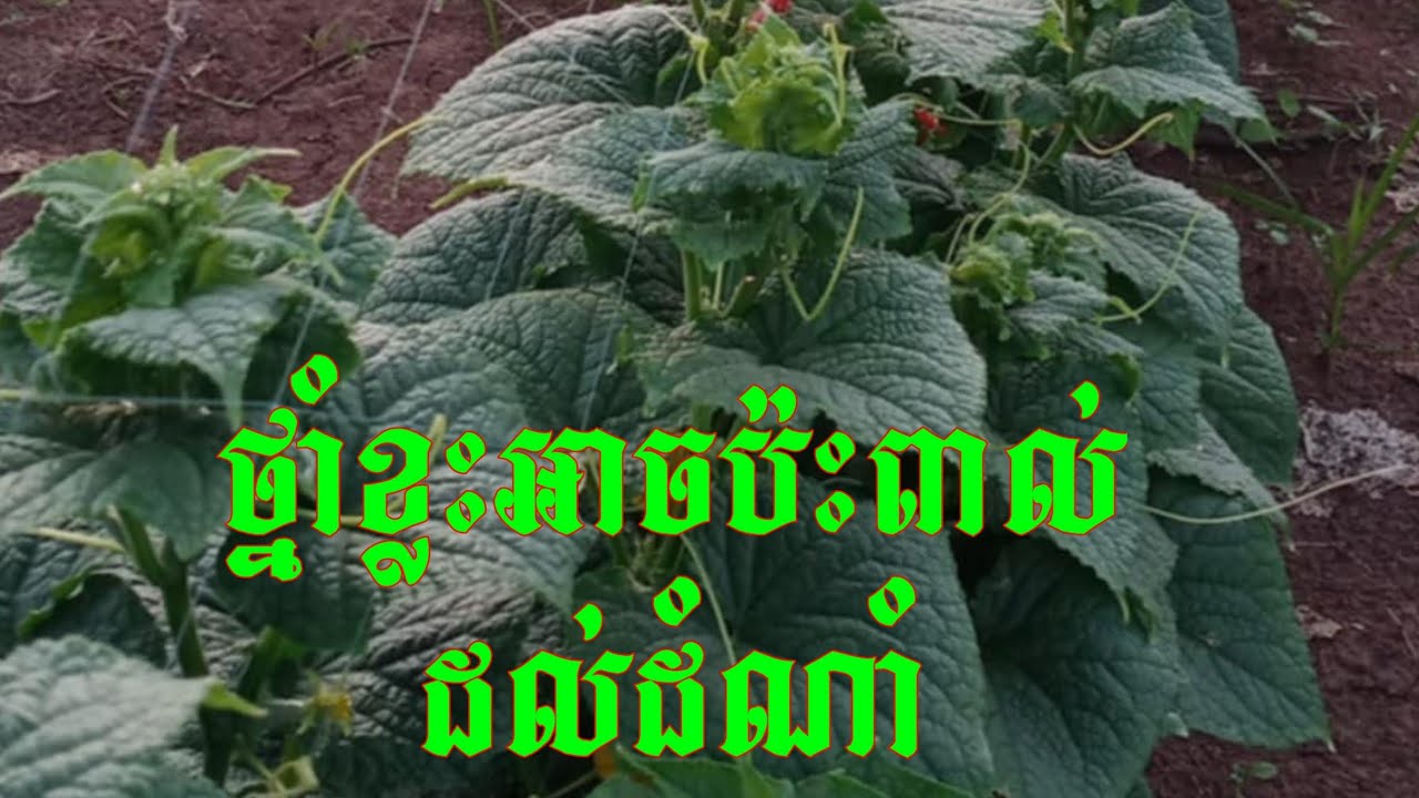 ថ្នាំខ្លះក៏អាចប៉ះពាល់ដល់ដំណាំដែរ