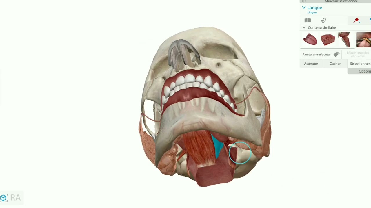 anatomie de la cavité buccale