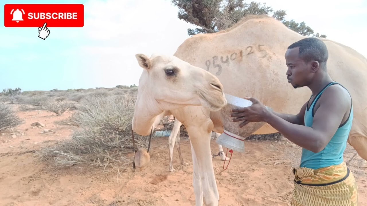 Galaha geela waasidaan jawigan macan