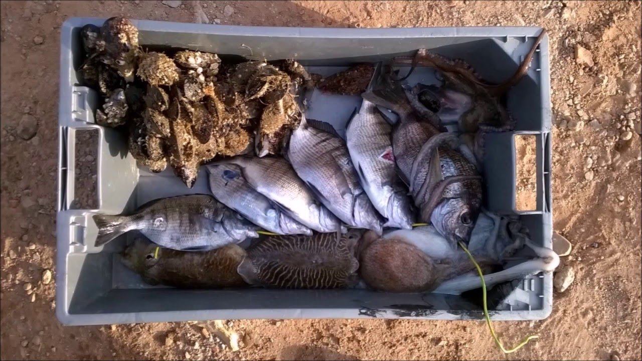 Pesca Submarina - Peniche ||| - Portugal 2016