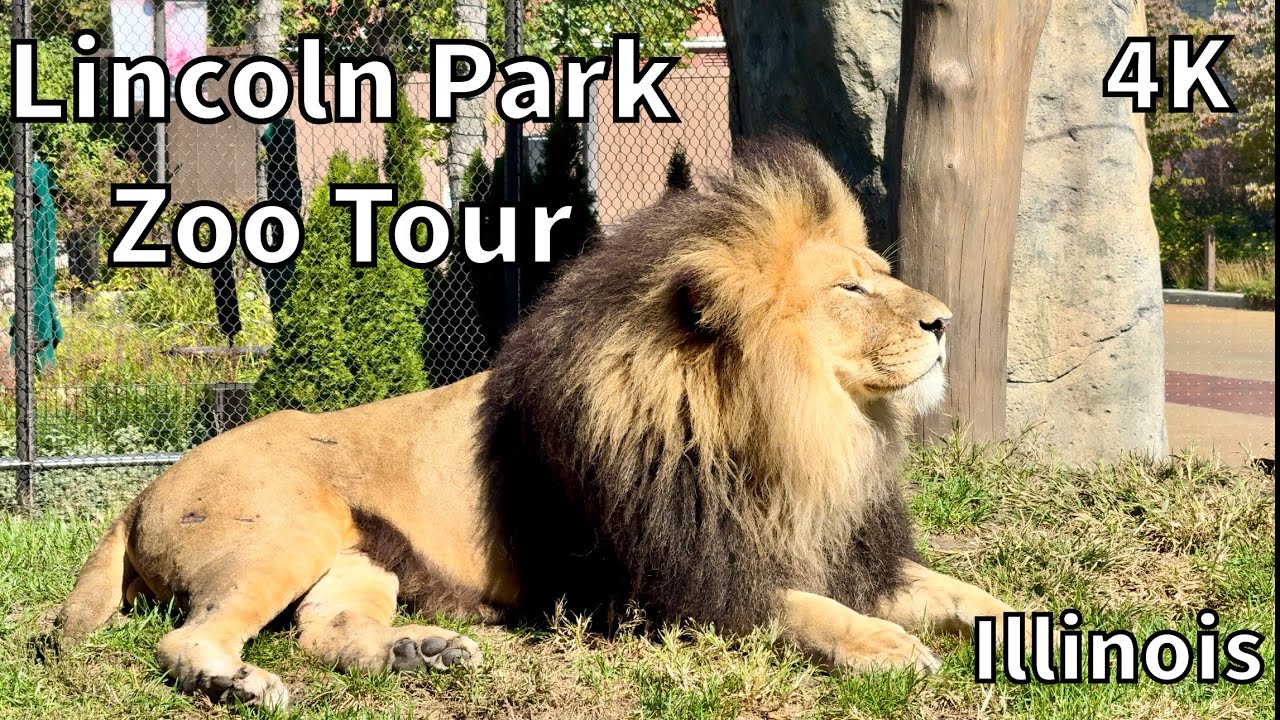 Tour of the Lincoln Park Zoo [2024] - Chicago, Illinois - USA