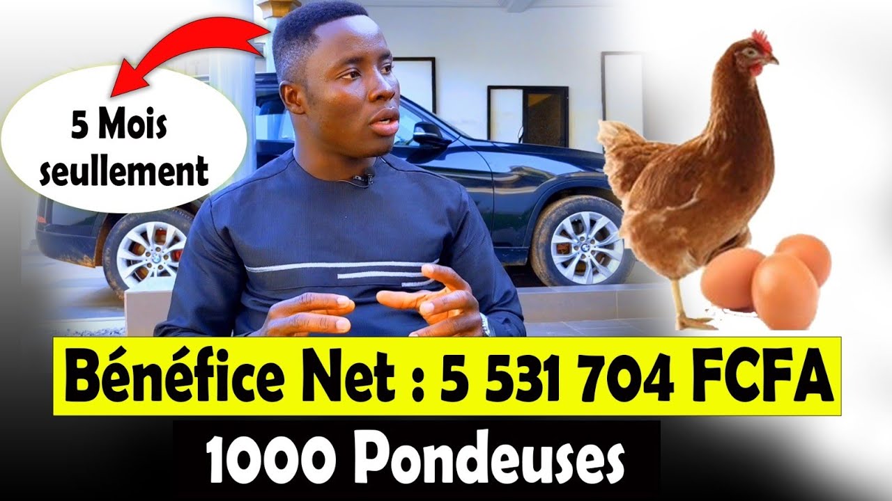 5 531 704 FCFA (8432€) de BÉNÉFICE avec 1000 pondeuses en 5 mois :  Retour sur Investissement.