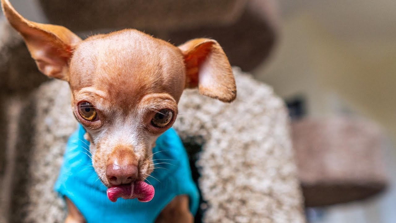 Clothes on Dogs Is Cruel?
