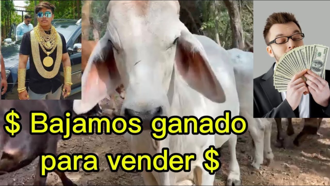 Hoy fuimos al rancho para apartar unas vacas 🐄 para venderlas 🫰🏻‼️ deja tu 👍🙏🏾