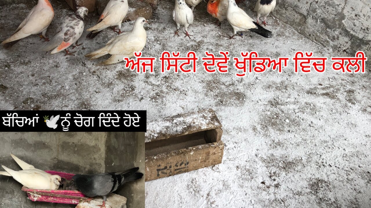 ਲਓ ਜੀ, ਅੱਜ ਸਿੱਟ ਦਿੱਤੀ ਕਲੀ ਕਬੂਤਰਾਂ🕊️ ਵਾਲੇ ਖੂਡਿਆ ਵਿੱਚ, ਦੋ ਨਵੇਂ ਜੋੜਿਆ ਨੇ ਆਂਡੇ🥚 ਧਰ ਲਏ॥ #kabootar 