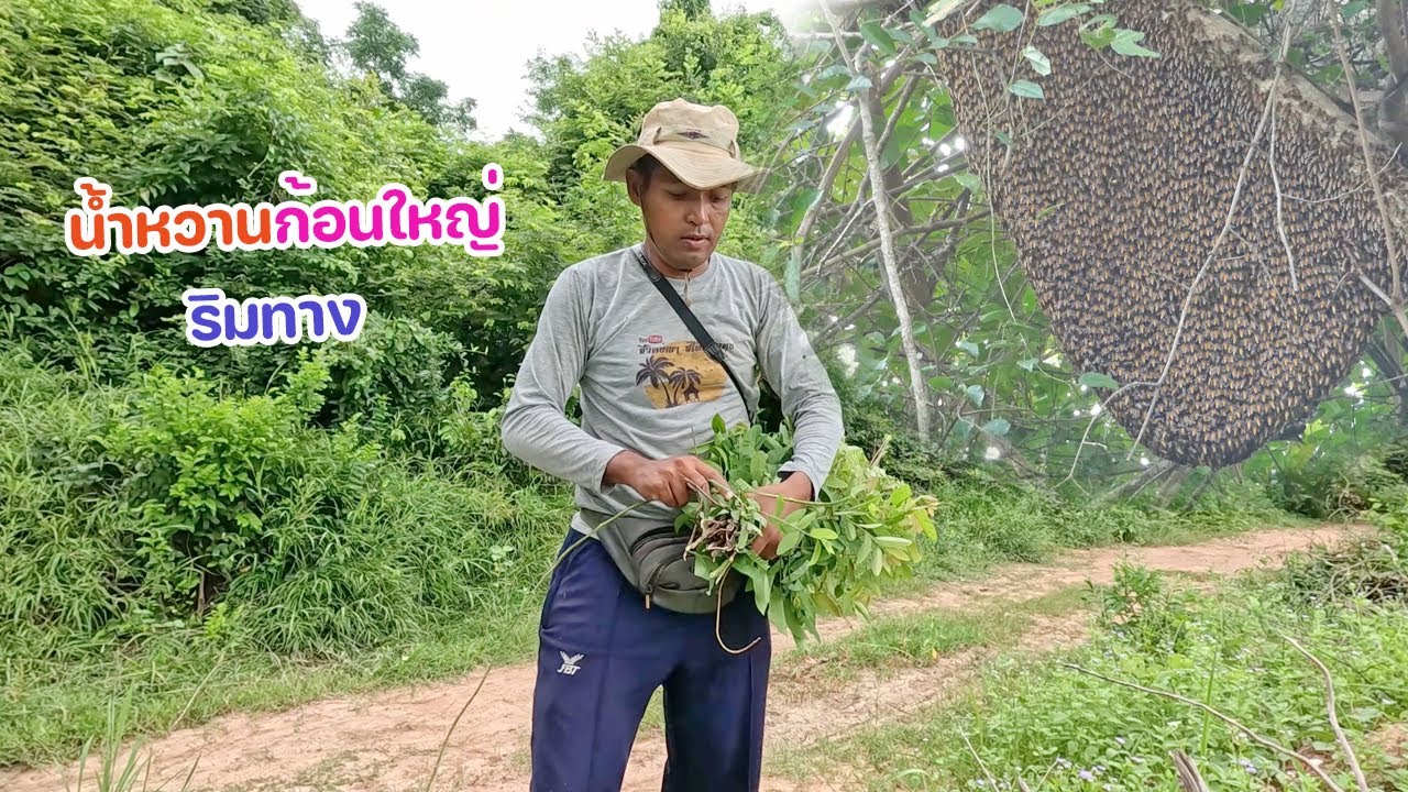 ตีผึ้งหลวง น้ำหวานไซด์ 5 โล ที่โชคชัย รังใหญ่ ริมทาง ตามหาจนเจอ