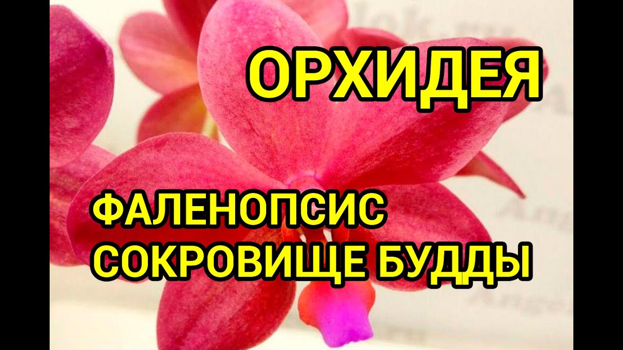 Фаленопсис Сокровище Будды (Phalaenopsis Buddha's Treasure)