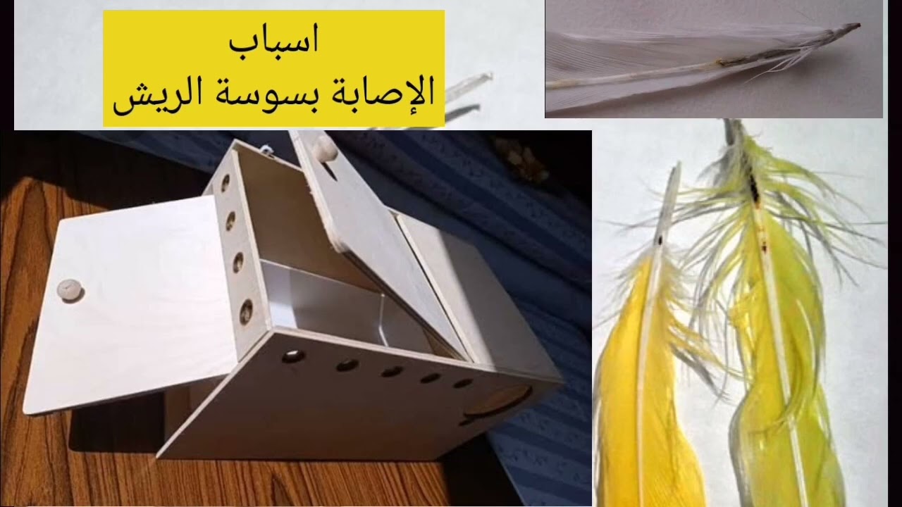 سوسة الريش عند العصافير🕷️ (الاعراض_الاسباب_أفضل علاج ليها)