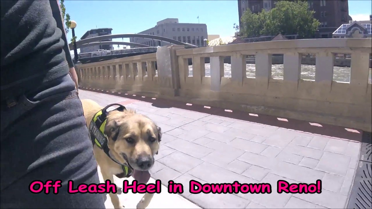AMAZING Reno Dog Training: Shepherd Mix Learns Obedience!