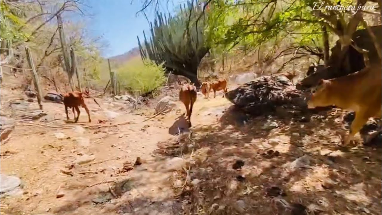 Arreando el ganado a tomar agua.🤠#rancho #ganado #vacas 