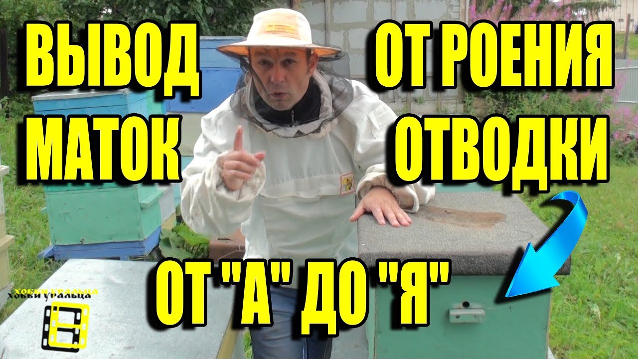 ЛУЧШИЙ СПОСОБ ВЫВОДА МАТОК И ФОРМИРОВКИ ОТВОДКОВ ПРОТИВ РОЕНИЯ. ЛЮБИТЕЛЬСКОЕ ПЧЕЛОВОДСТВО