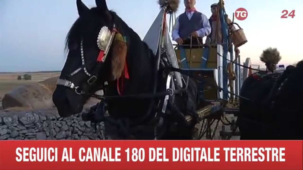 RUVO CAVALLO MURGESE