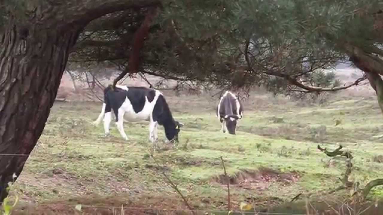Heidekoeien Wekeromse Zand, grazend. Opdracht Diergedrag