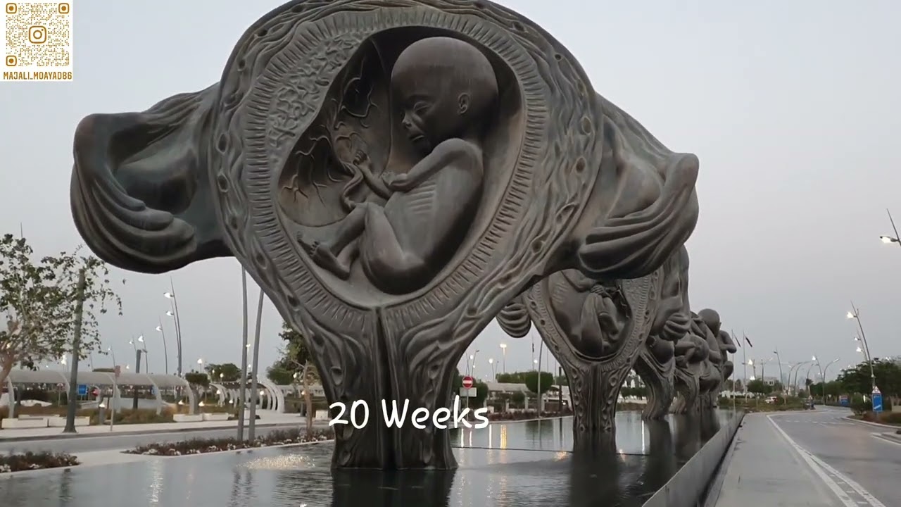 Stage of Fetus Development Sidra Hospital Qatar مراحل تكون الجنين مستشفى سيدرا قطر