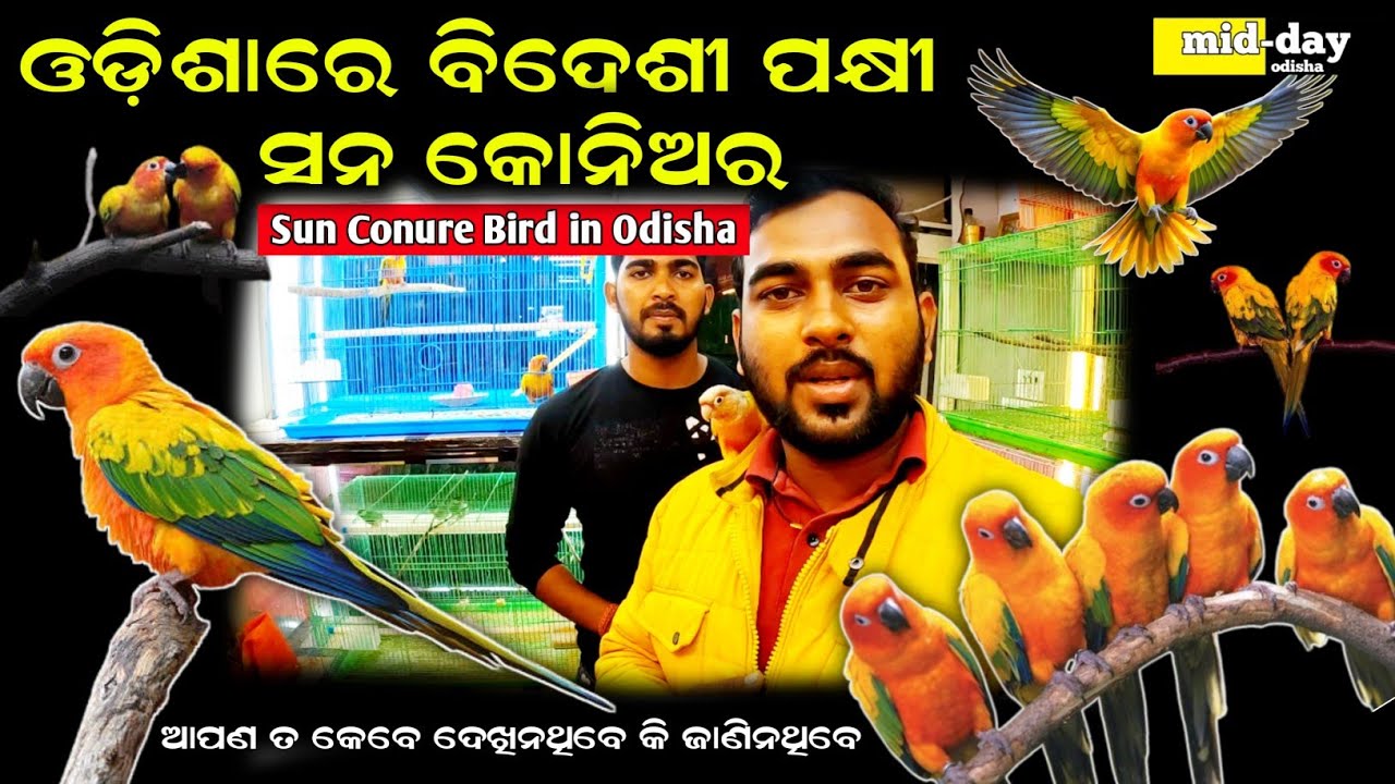 Sun conure bird price in odisha | sun conure | Exotic pet shop in bhubaneswar