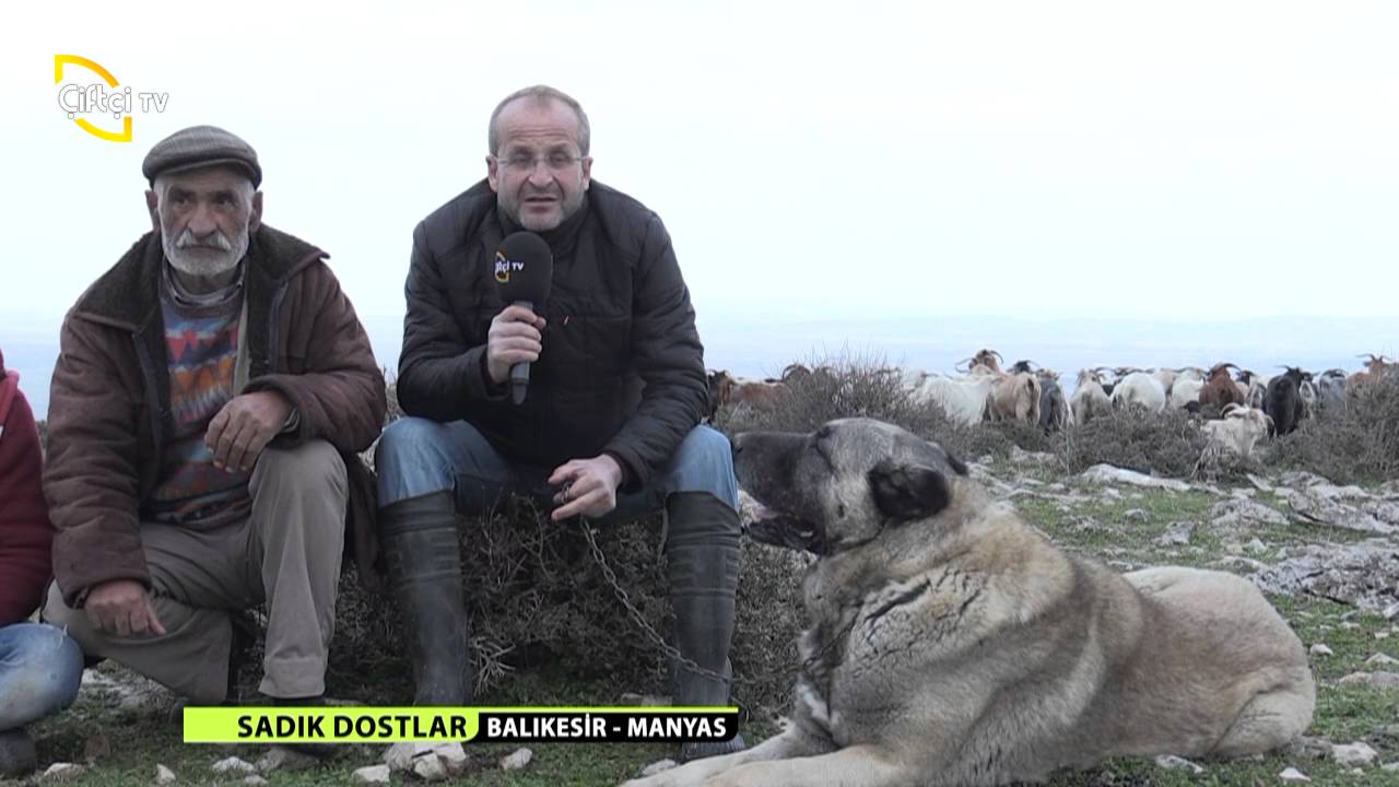 SADIK DOSTLAR/BALIKESİR/MANYAS