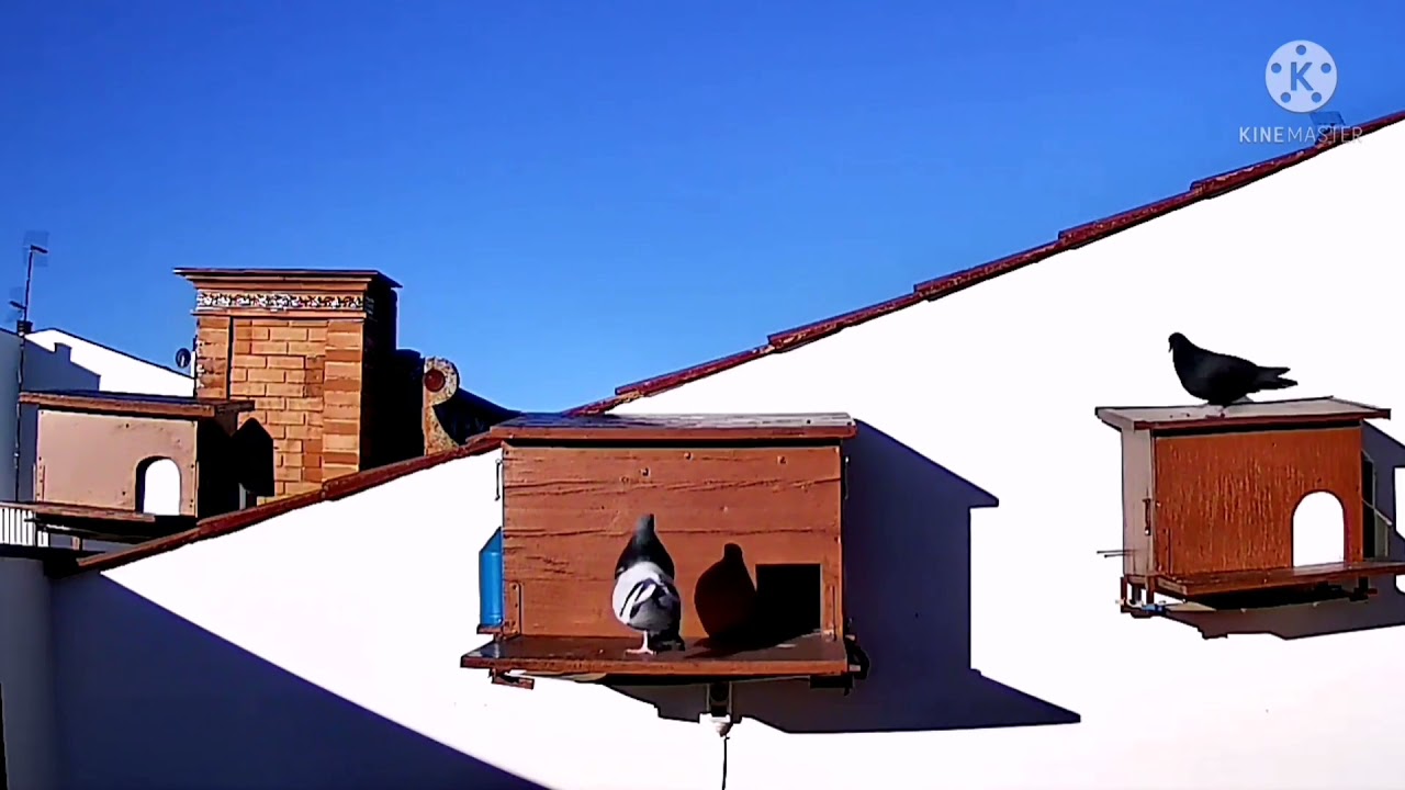Captura a una palomita negra, "CASANOVA" Captura 15#, Palomo Ladrón.
