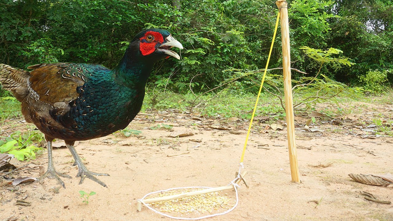 Build Simple Unique  Wild Chicken Trap Using Wood - Easy chicken Trap