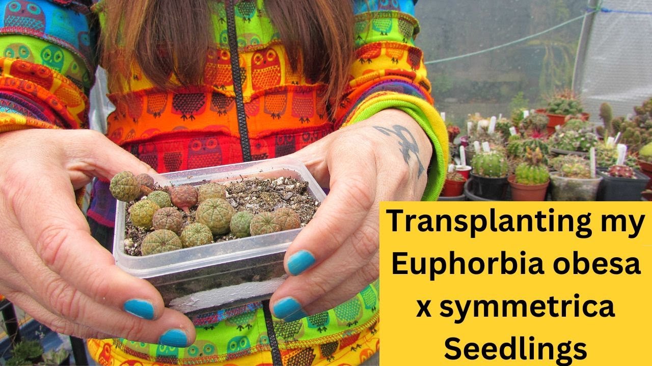 Transplanting my Euphorbia Obesa x Symmetrica Seedlings #cactus #succulents