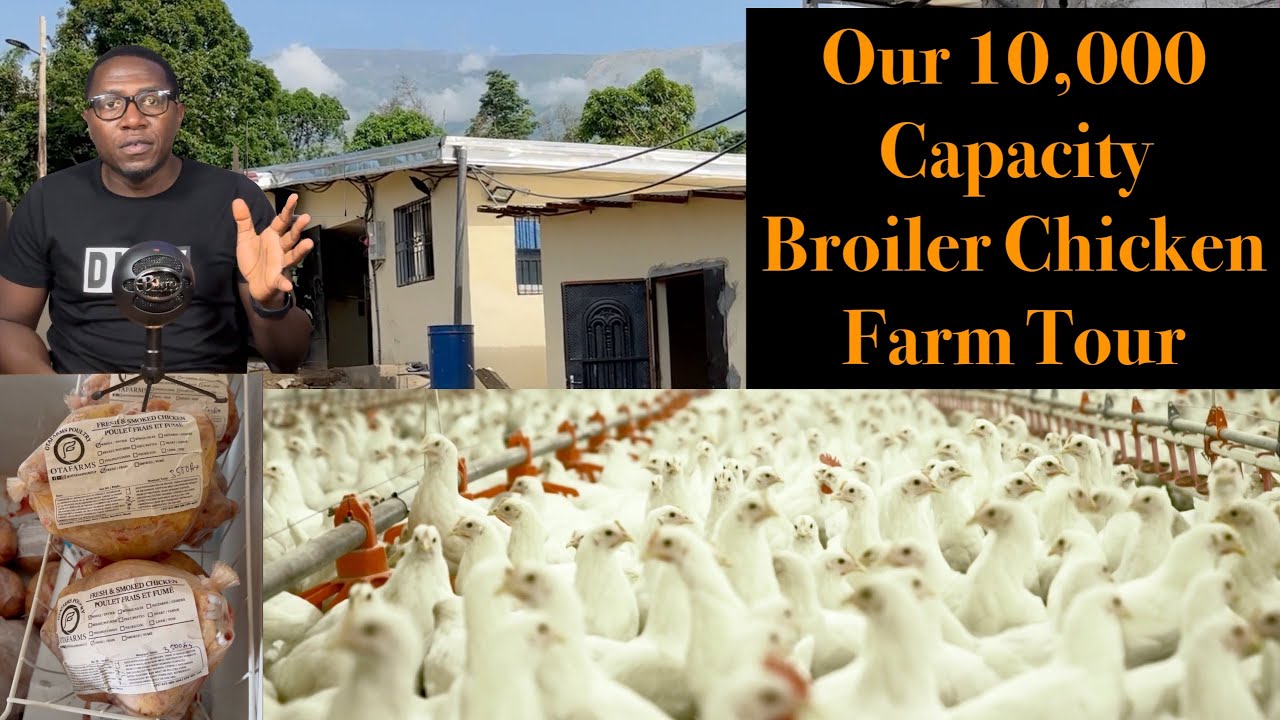 Best Broiler Chicken Farm Setup: Chicken Farming for Beginners